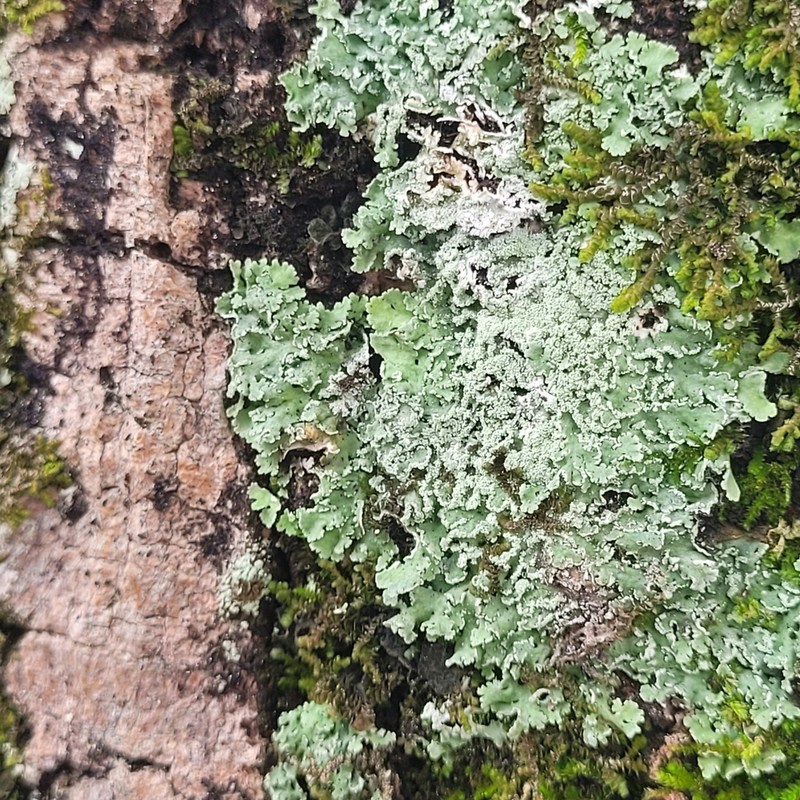 Shield Lichen photo 2