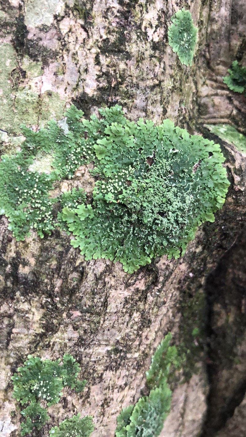 Shield Lichen photo 3