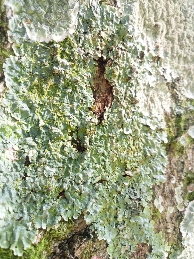 Shield Lichen photo 4