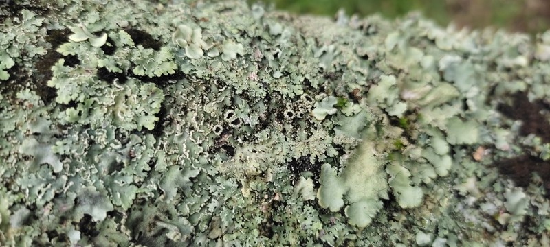 Shield Lichen photo 5