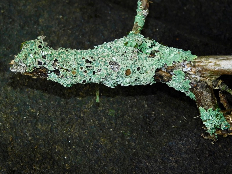 Shield Lichen photo 6