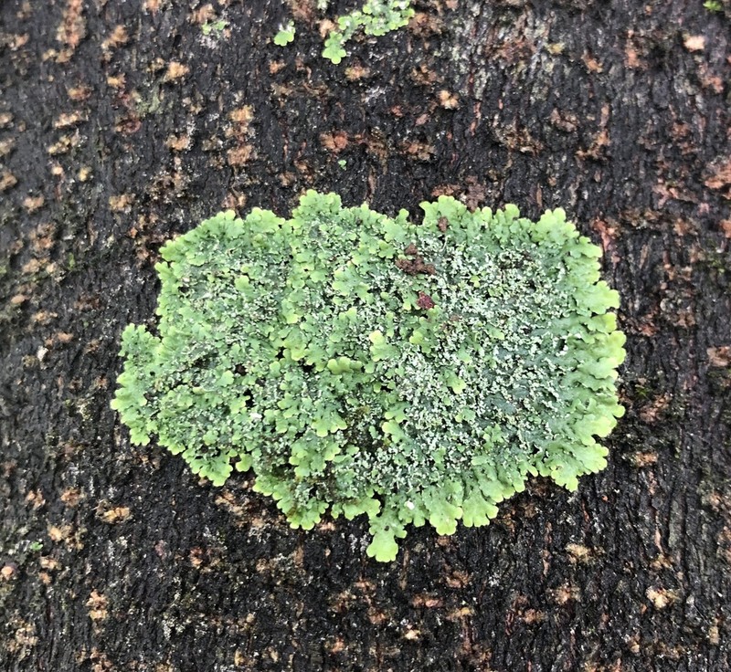 Shield Lichen photo 7