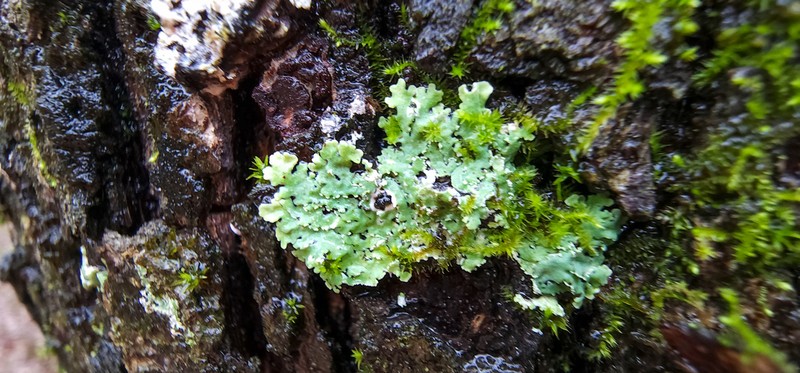 Shield Lichen photo 8