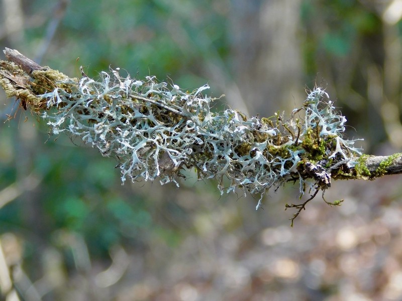 Appalachian Shield Lichen
