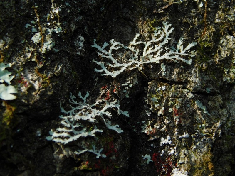 Appalachian Shield Lichen photo 2