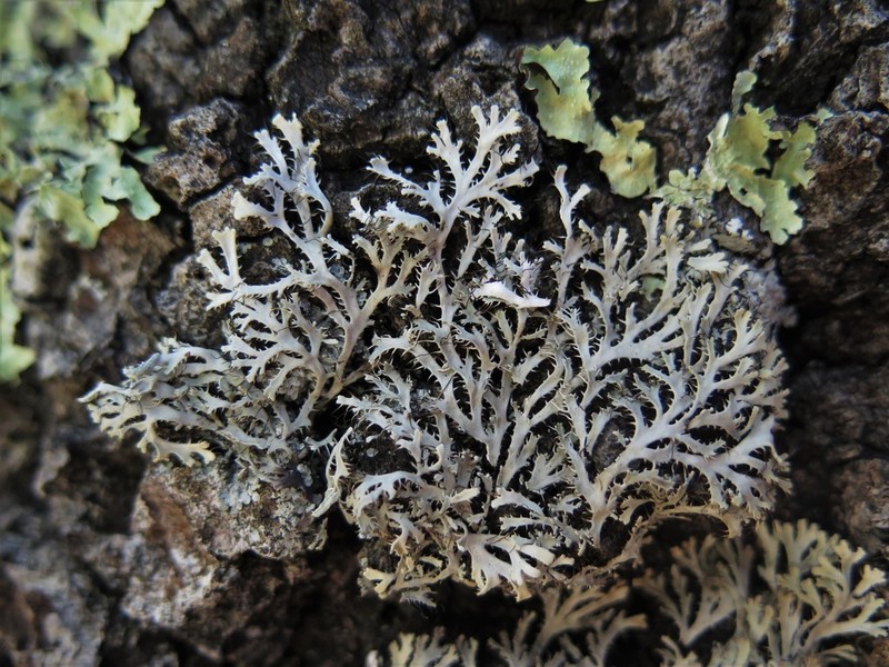 Appalachian Shield Lichen photo 3