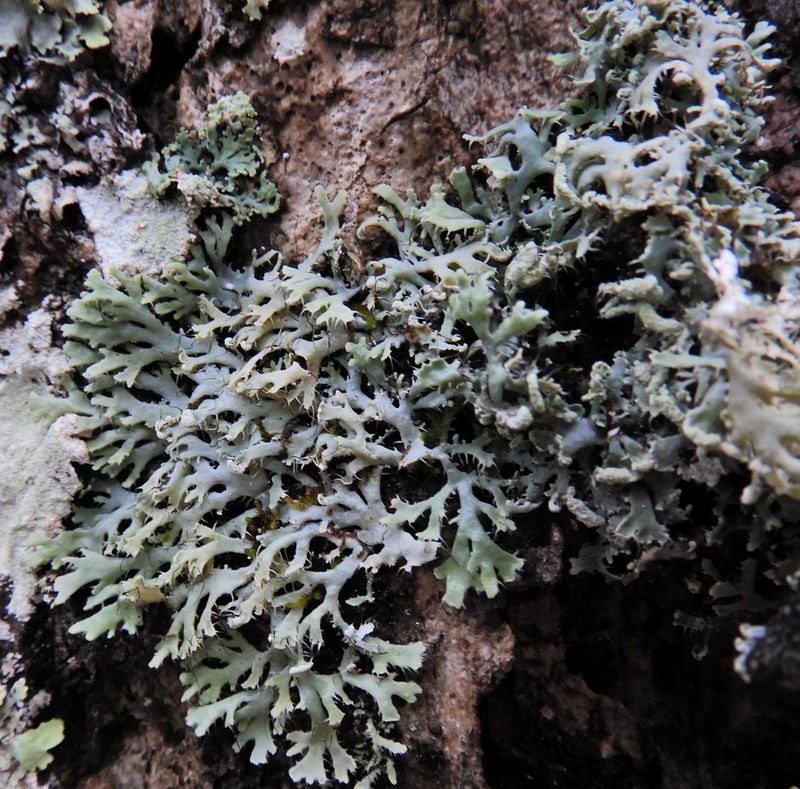 Appalachian Shield Lichen photo 4