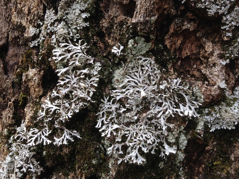 Appalachian Shield Lichen photo 5