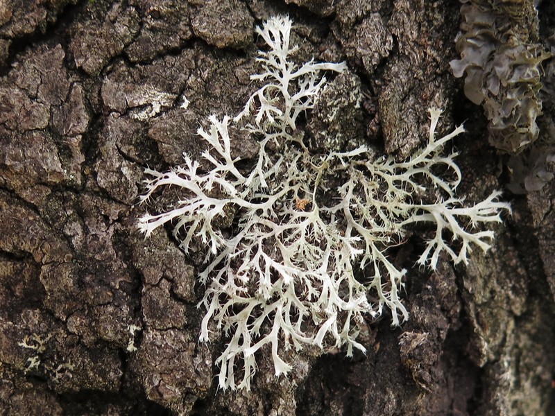 Appalachian Shield Lichen photo 6