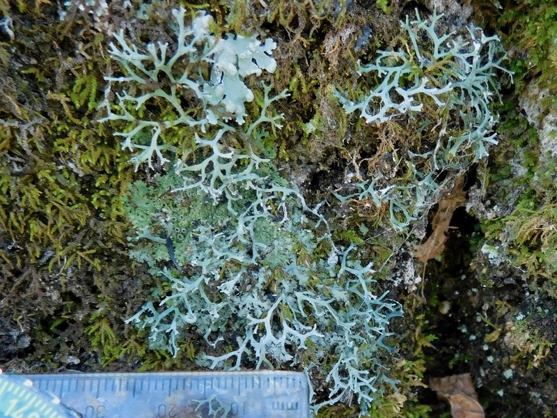 Appalachian Shield Lichen photo 7