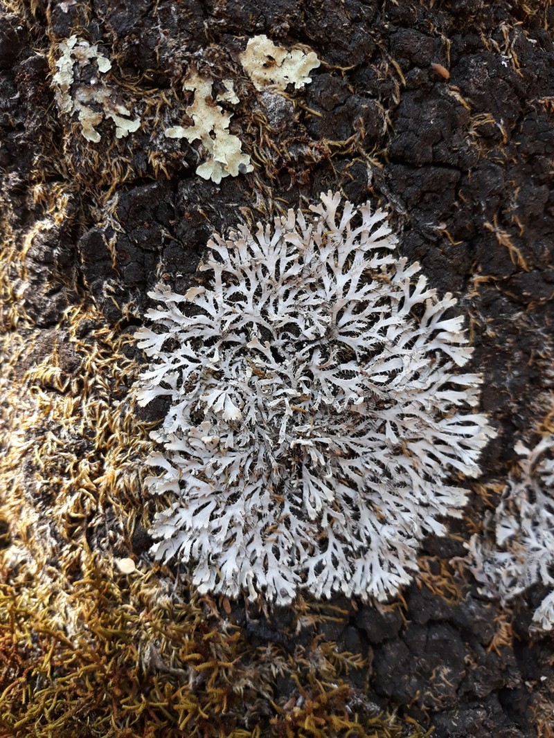 Appalachian Shield Lichen photo 8