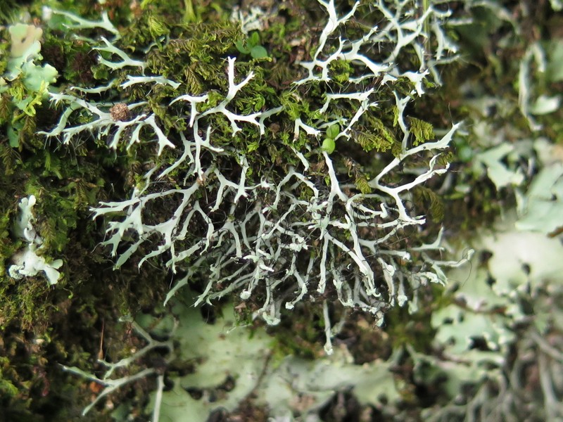Heterodermia boryi