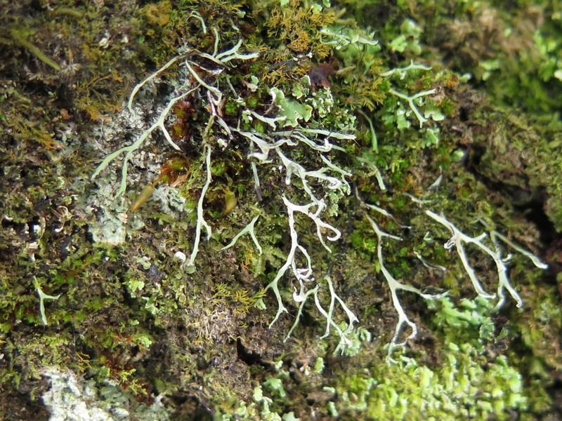 Heterodermia boryi photo 3