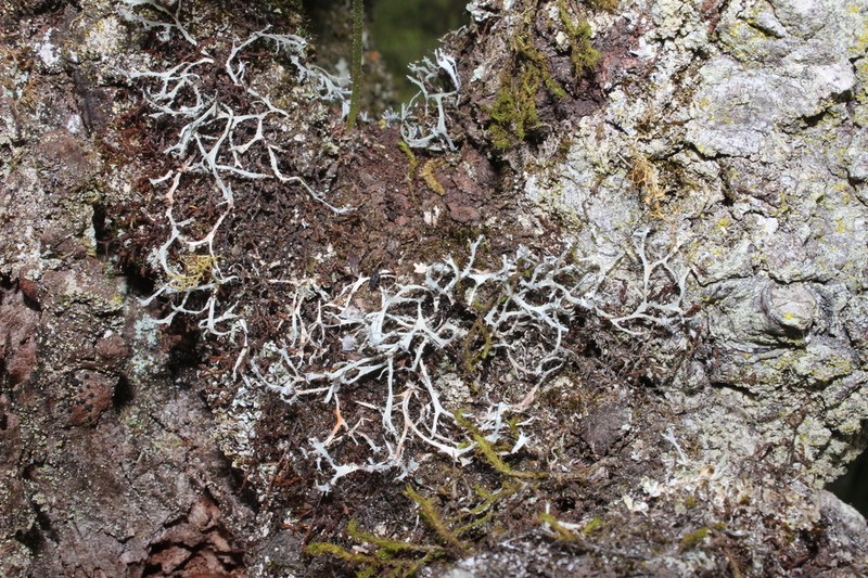 Heterodermia boryi photo 4