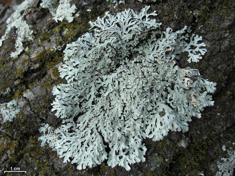 Casarett's Shield Lichen
