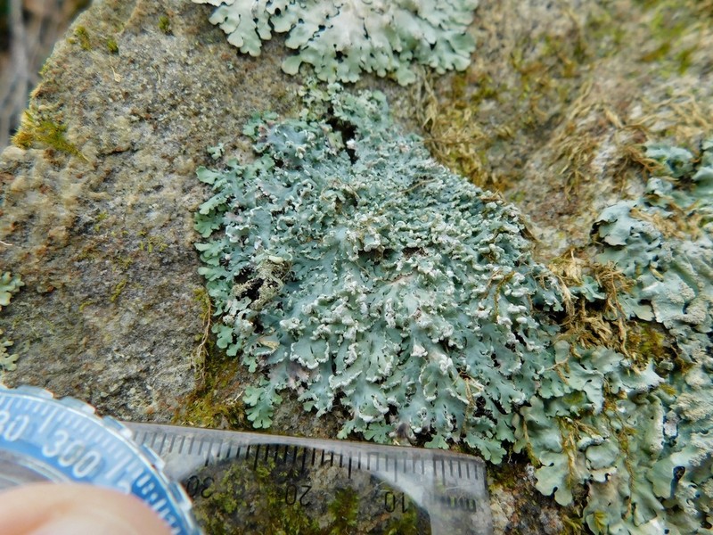 Casarett's Shield Lichen