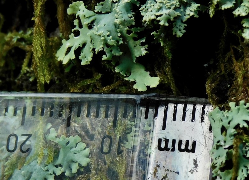 Casarett's Shield Lichen photo 2