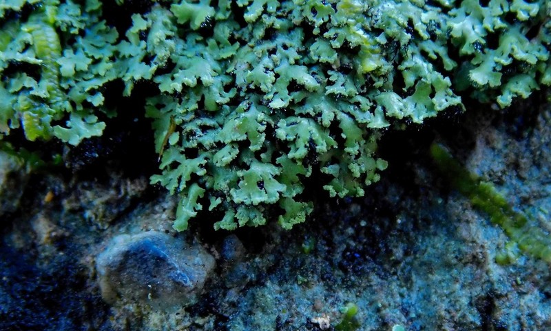 Casarett's Shield Lichen photo 3