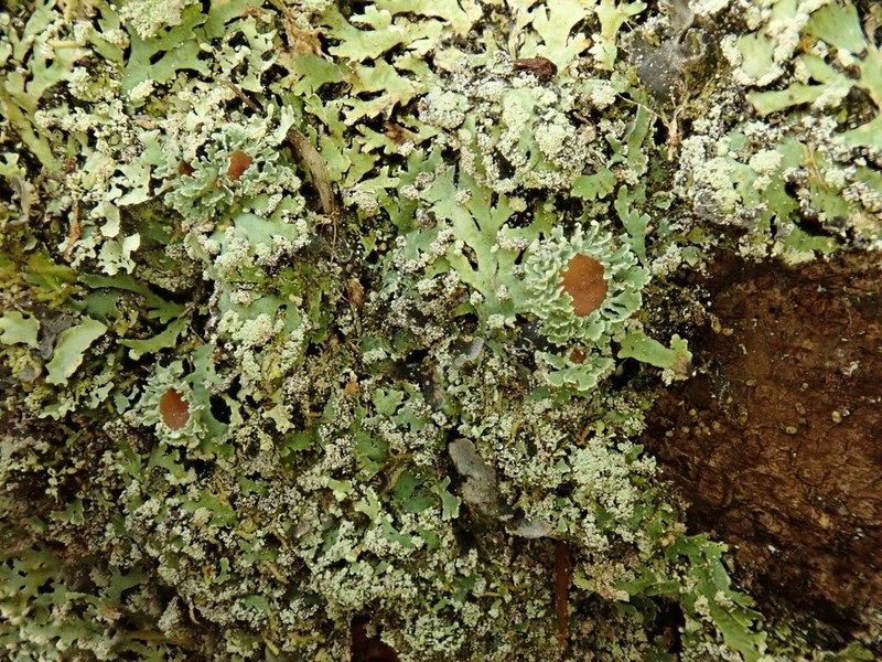 Casarett's Shield Lichen photo 4