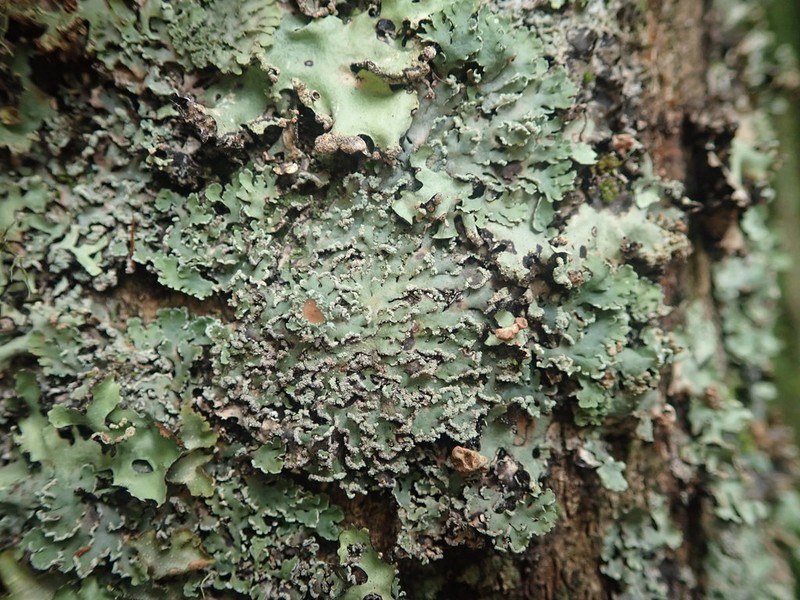 Casarett's Shield Lichen photo 5