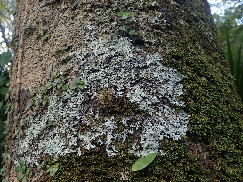 Casarett's Shield Lichen photo 6