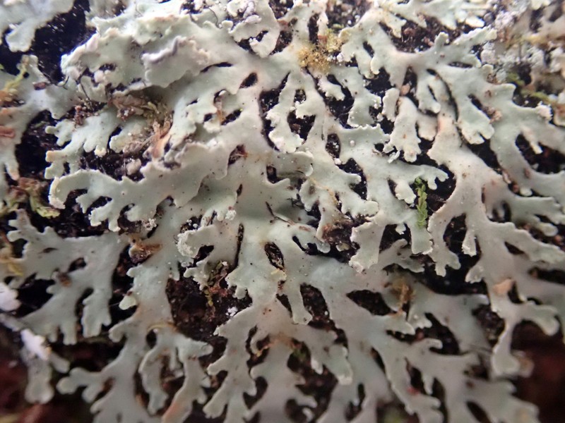 Casarett's Shield Lichen photo 7