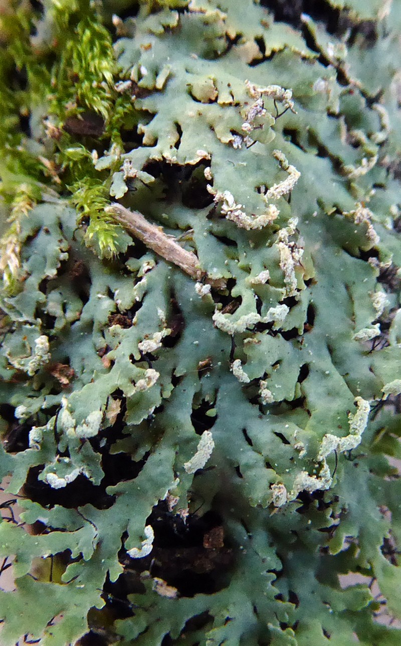 Casarett's Shield Lichen photo 8