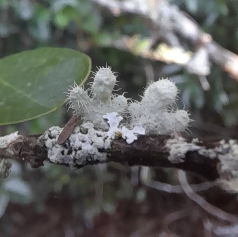 Heterodermia comosa