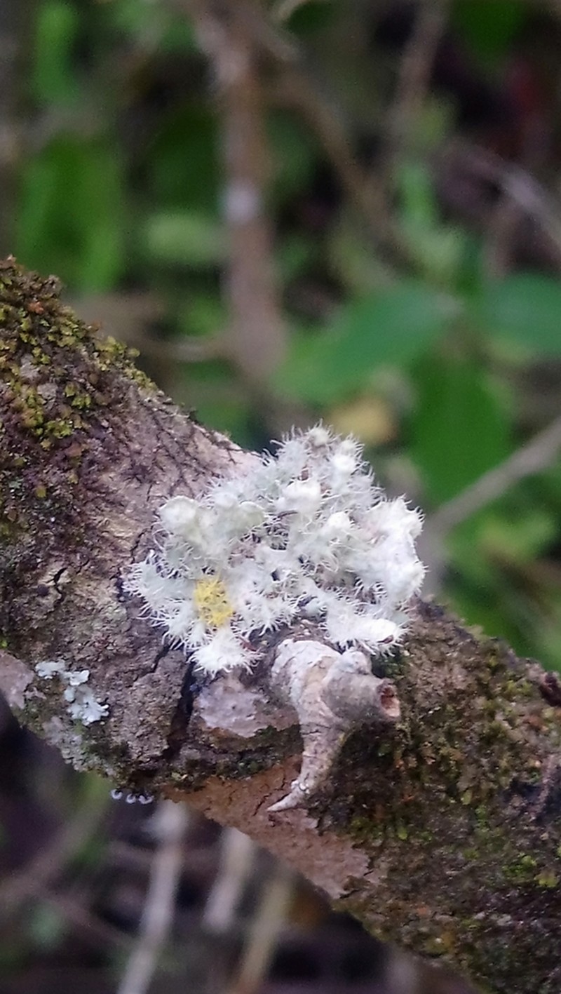 Heterodermia comosa photo 2