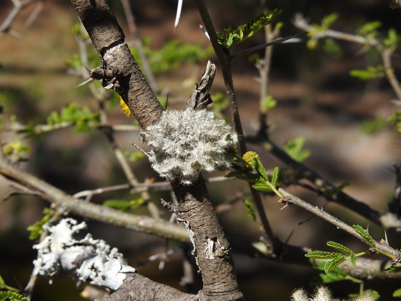 Heterodermia comosa photo 3