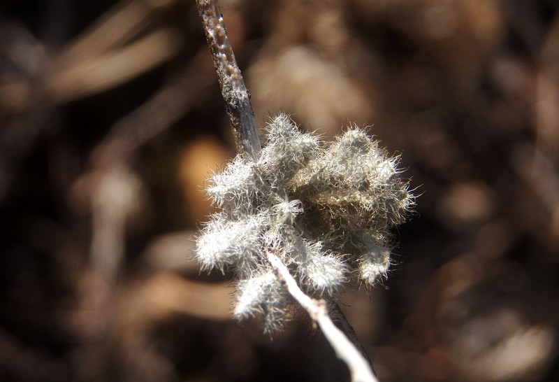 Heterodermia comosa photo 4