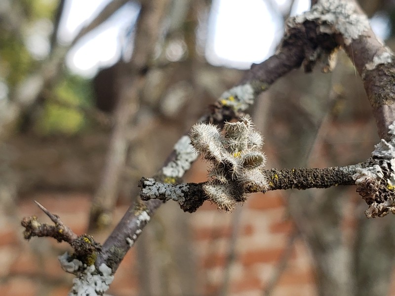 Heterodermia comosa photo 5
