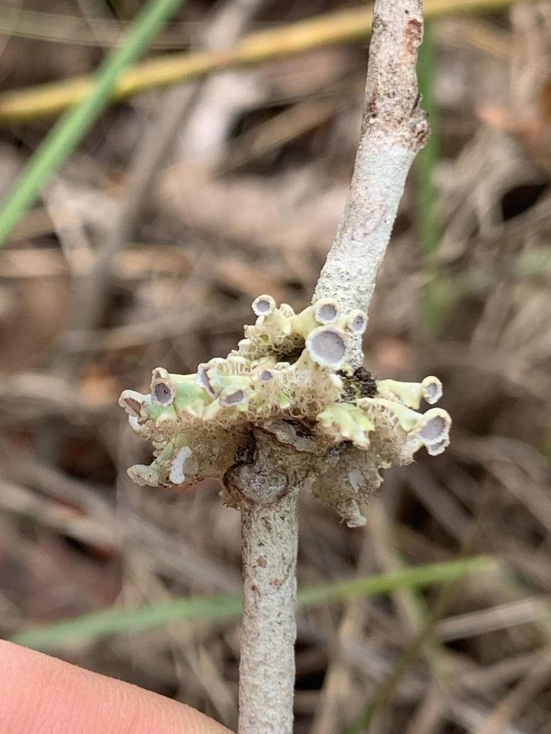Heterodermia comosa photo 6