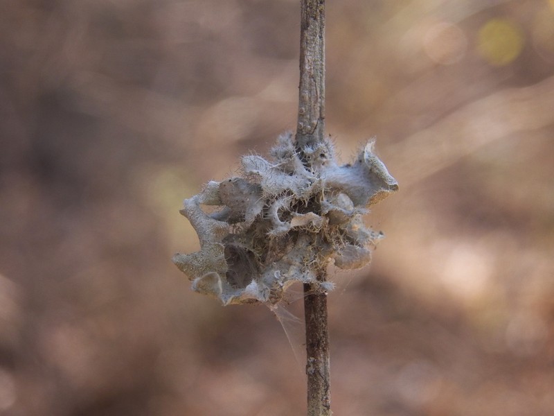 Heterodermia comosa photo 8