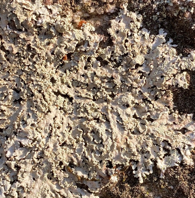 Heterodermia crocea