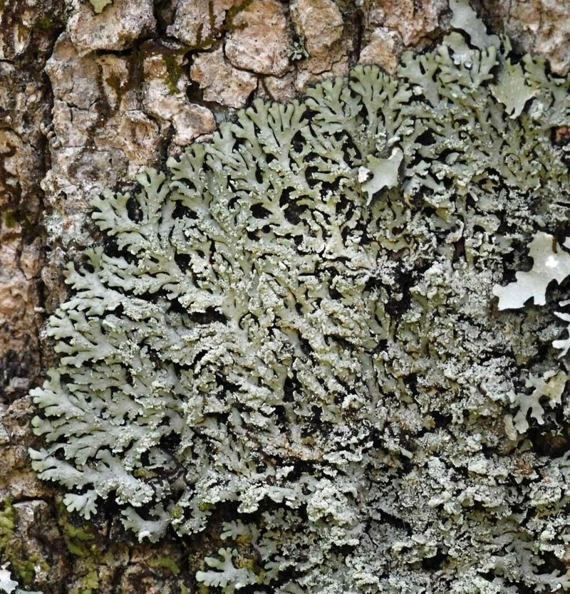 Heterodermia crocea photo 3