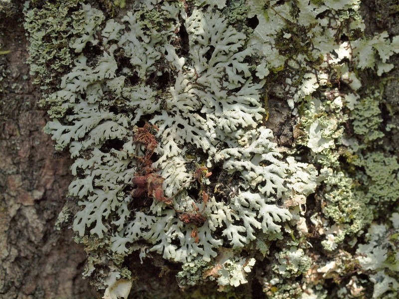 Heterodermia crocea photo 5