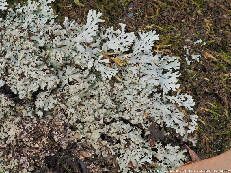 Heterodermia crocea photo 6