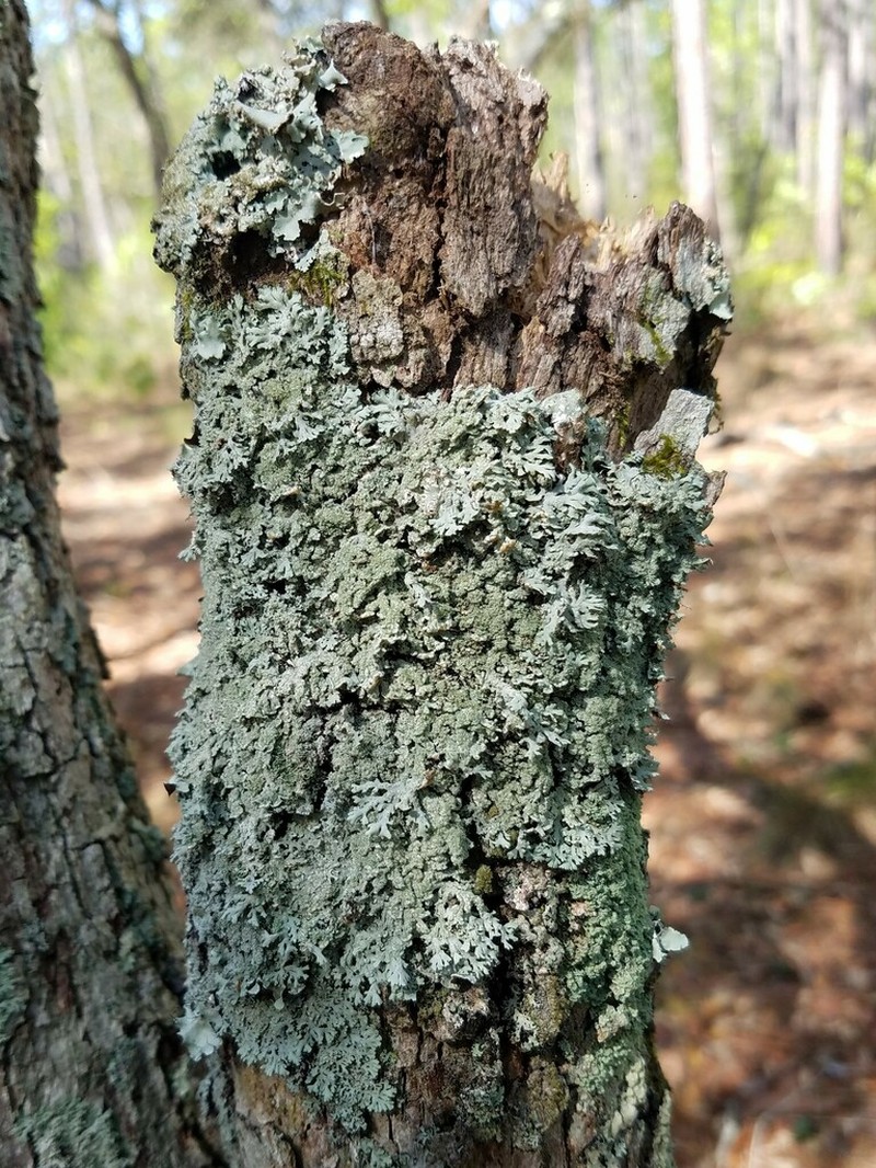 Heterodermia crocea photo 7