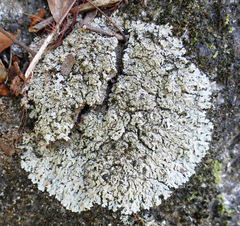 Heterodermia crocea photo 8