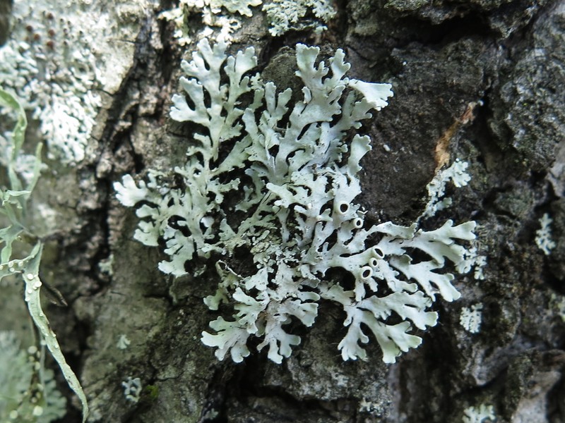 Shield Lichen