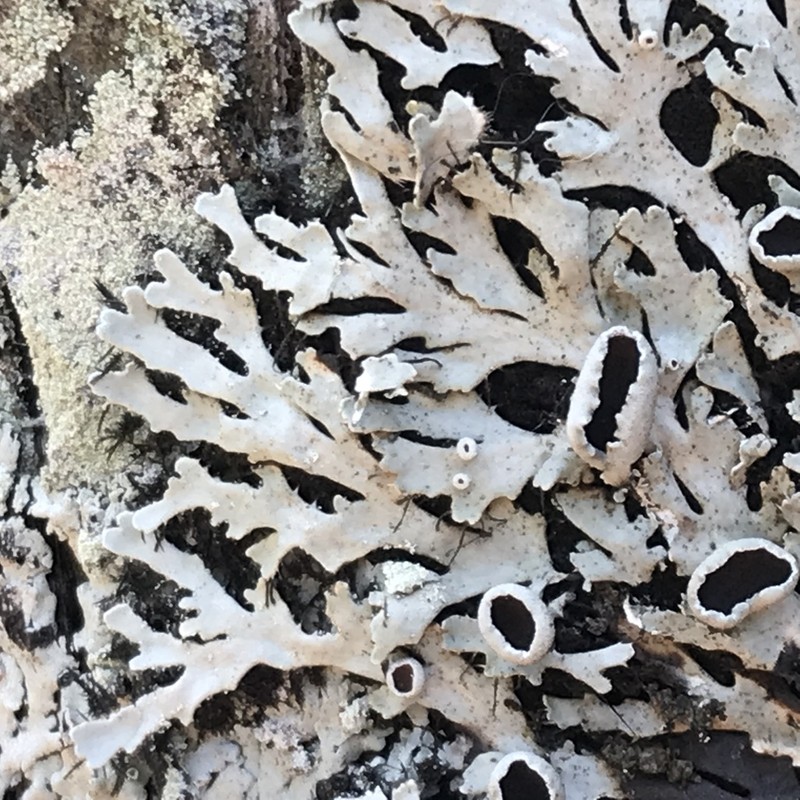 Shield Lichen photo 2