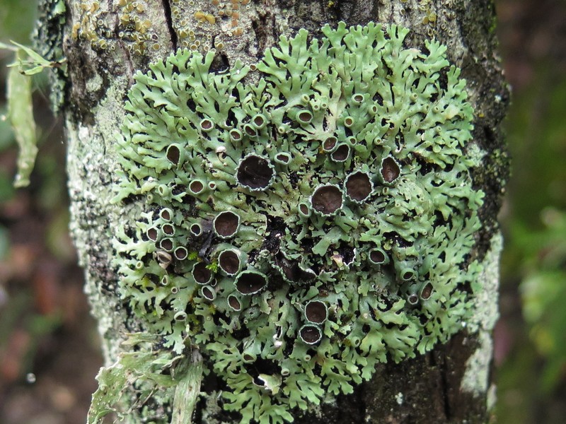 Shield Lichen photo 3