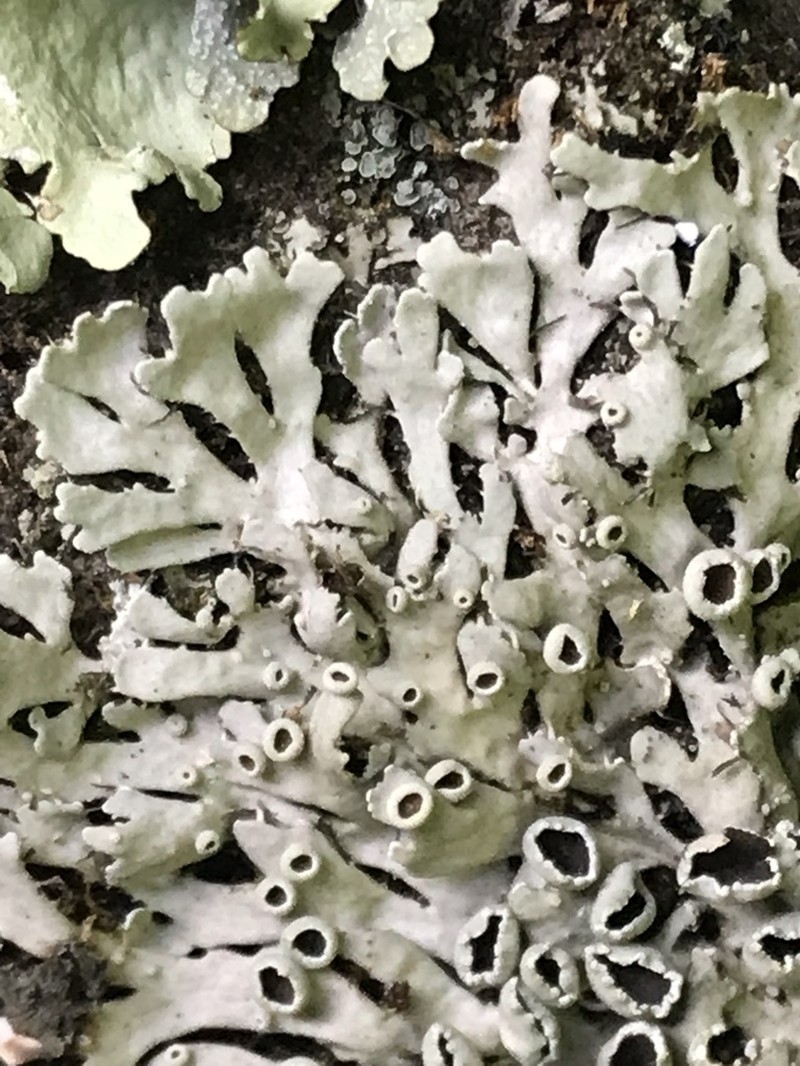 Shield Lichen photo 4