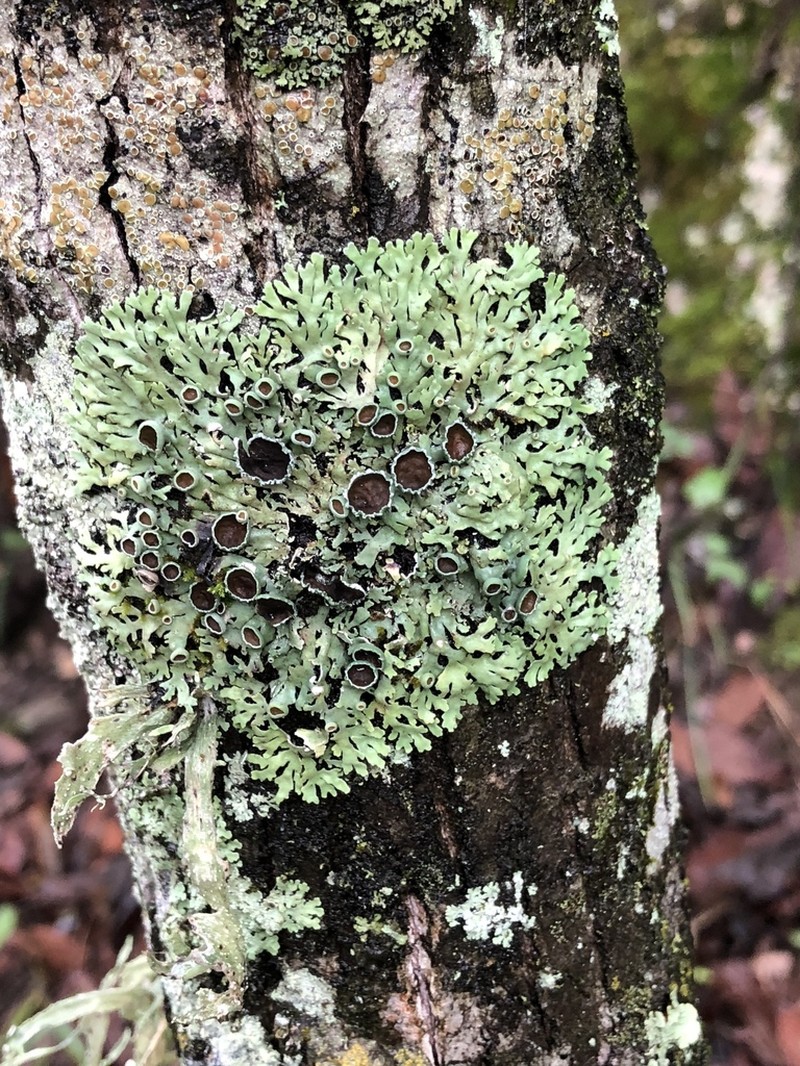 Shield Lichen photo 5