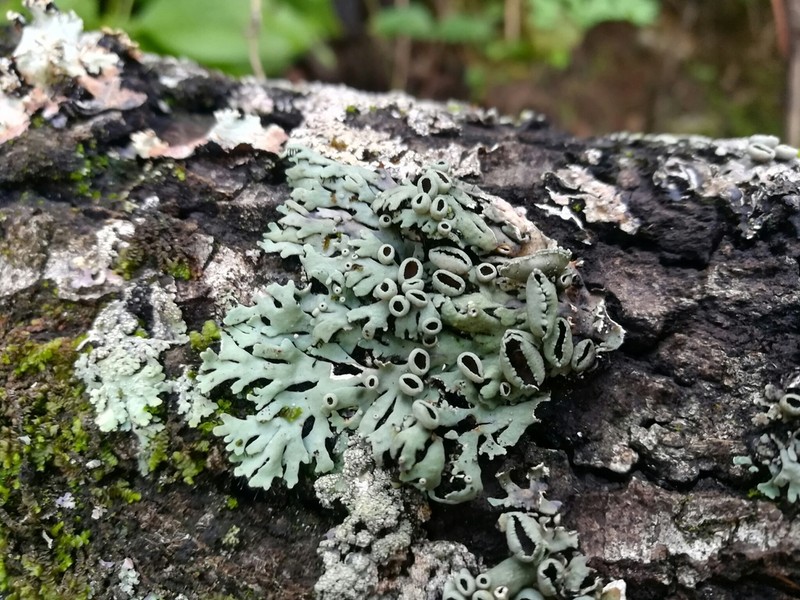 Shield Lichen photo 6