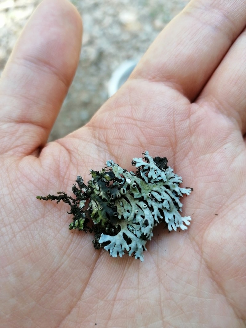 Shield Lichen photo 7