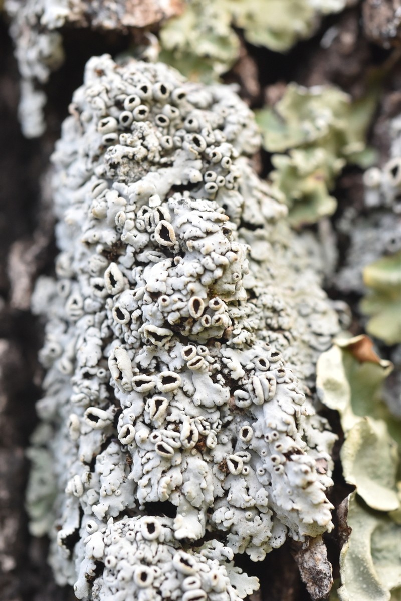 Shield Lichen photo 8