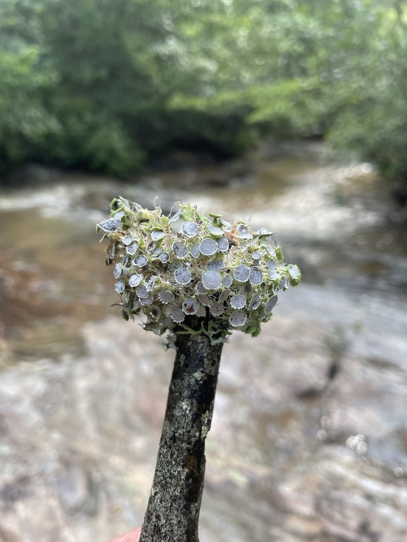 Shield Lichen