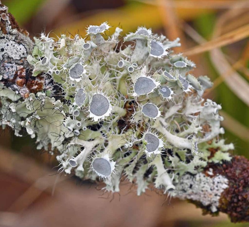 Shield Lichen photo 2